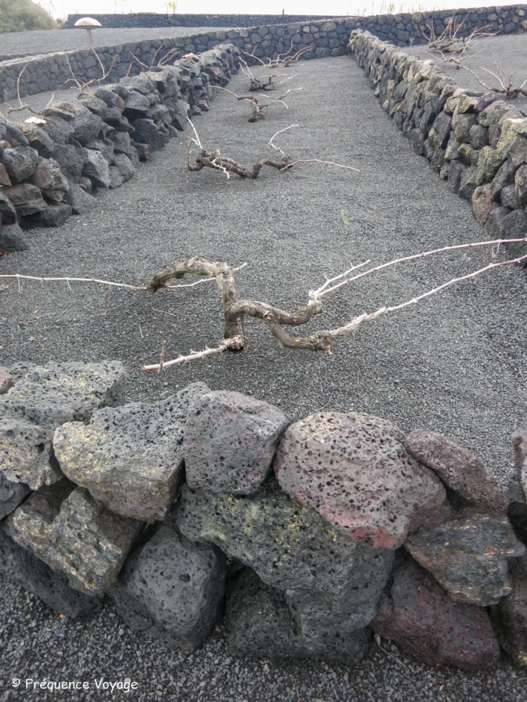 Partez à la découverte des oeuvres de César Manrique sur l'île de Lanzarote - mozaga